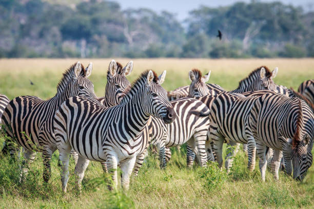 istock Group of starring Zebras in the grass. 694376596