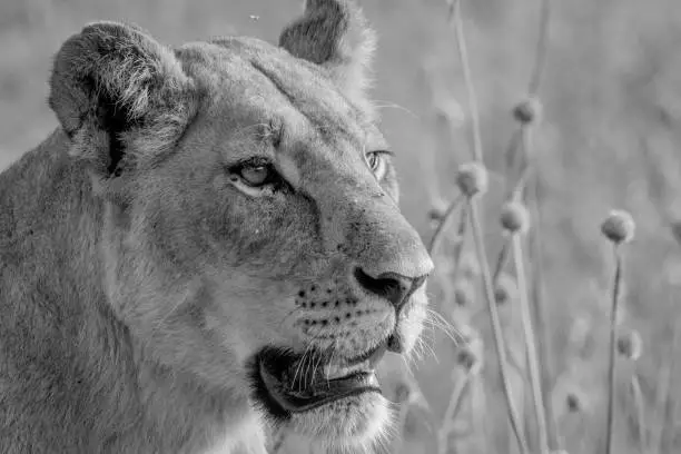 Photo of Side profile of a Lion in black and white.