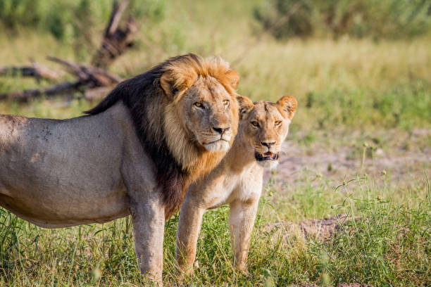 istock Lion couple standing in the grass. 694376640