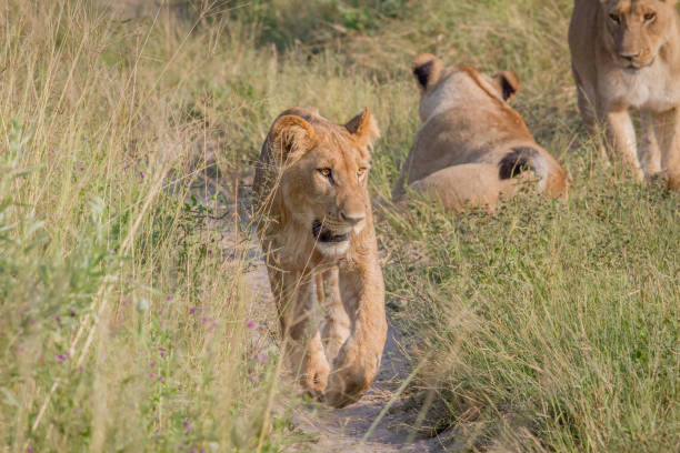 istock Young Lion walking towards the camera. 694376650