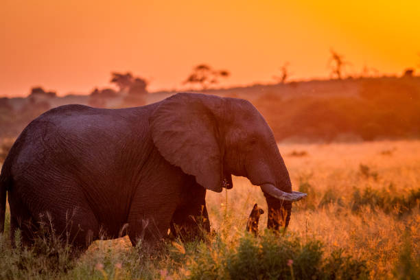 istock Elephant at sun down in the high grass. 694376658