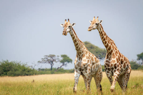 istock Two Giraffes standing in the grass. 694376660