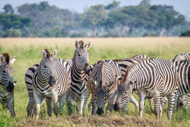 istock Group of starring Zebras in the grass. 694376678