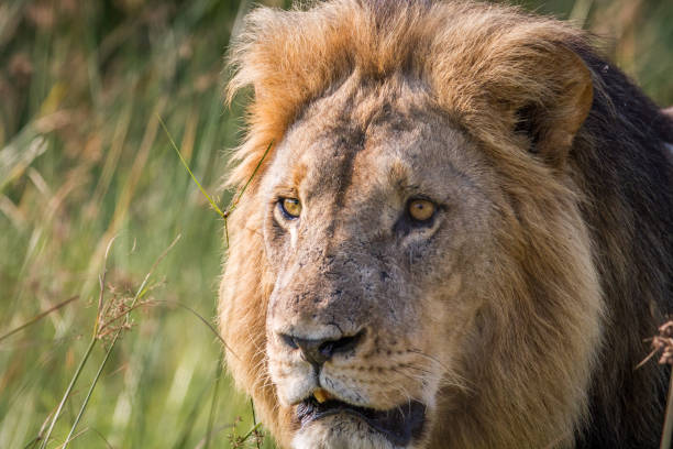 istock Side profile of a big male Lion. 694376682