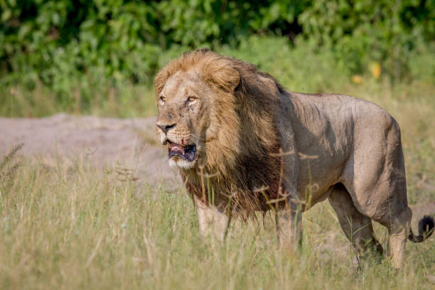 istock Big male Lion walking in the high grass. 694376734