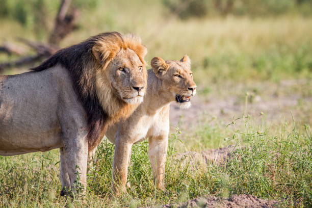istock Lion couple standing in the grass. 694376752