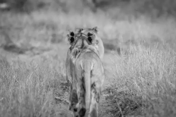 Photo of Group of Lions walking away from the camera.