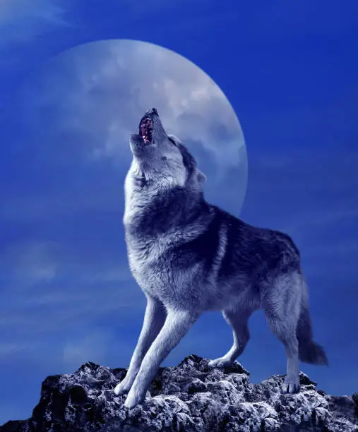 Photo of Howling wolf and moon