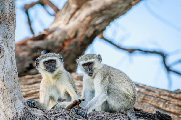 istock Vervet monkey family sitting in a tree. 694390276