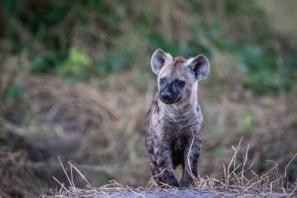 istock Young Spotted hyena starring. 694390286