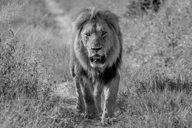 istock Big male Lion walking towards the camera. 694390300