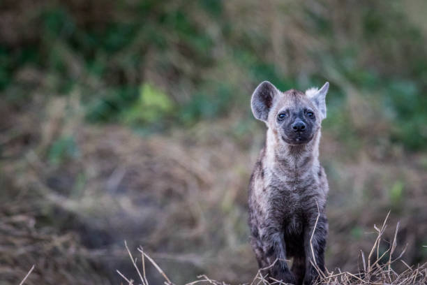 istock Young Spotted hyena starring at the camera. 694390302