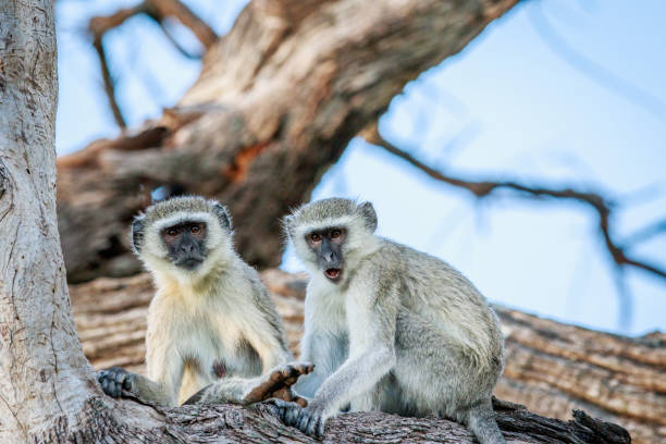istock Vervet monkey family sitting in a tree. 694390318