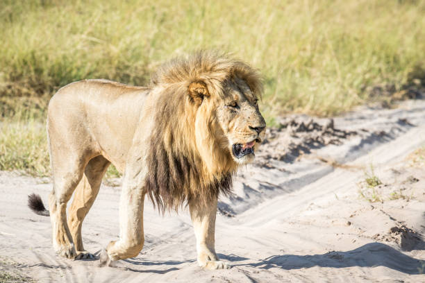 istock Big male Lion walking on the road. 694390346