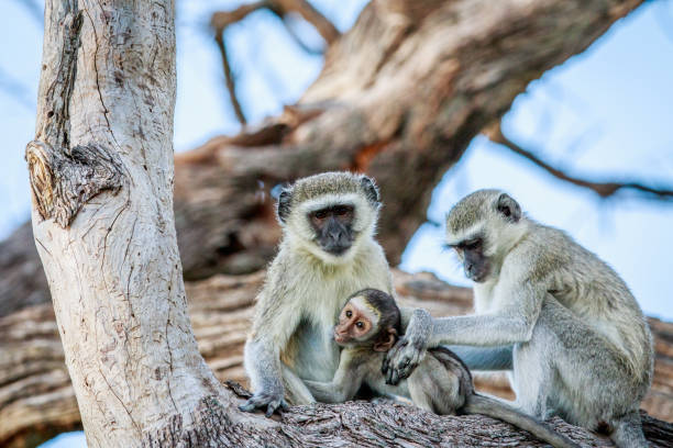 istock Vervet monkey family sitting in a tree. 694390356