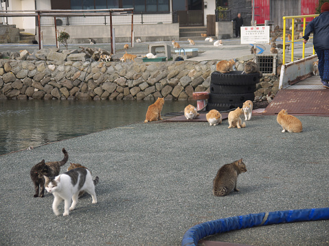 famous Aoshima cat island, village on the shore, cats on the pier, Japan