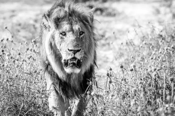 Photo of Big male Lion walking towards the camera.