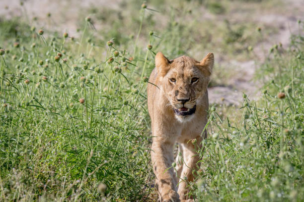 istock Lion walking towards the camera. 694390452