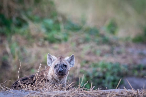 istock Young Spotted hyena starring at the camera. 694390454