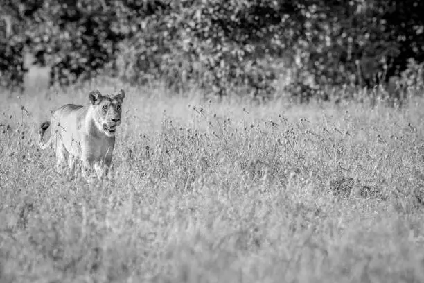 Photo of Lion walking in the high grass in black and white.