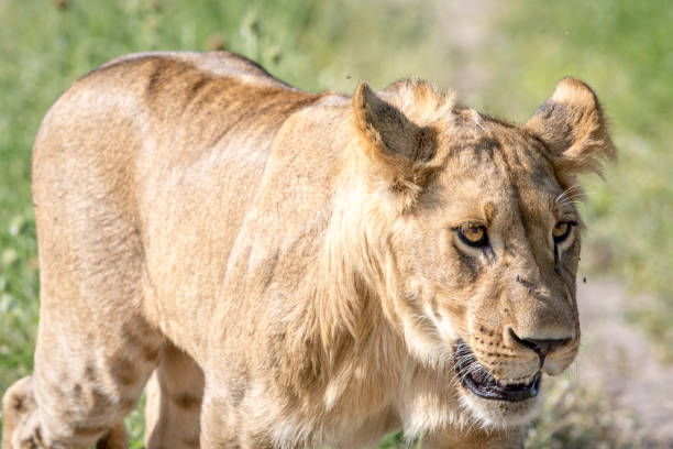 istock Side profile of a Lion in Chobe. 694390470