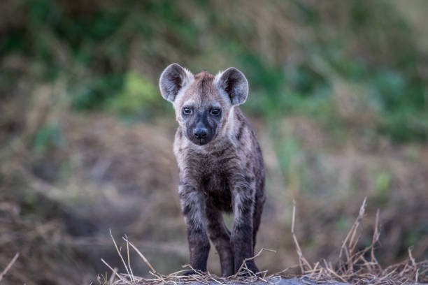 istock Young Spotted hyena starring at the camera. 694390484