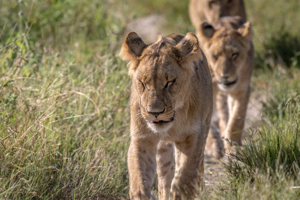 istock Lions walking towards the camera. 694390518