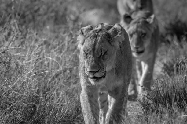 istock Lions walking towards the camera. 694390540