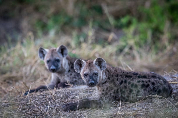 istock Two young Spotted hyenas laying down. 694390574