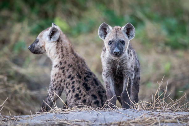 istock Two young Spotted hyenas sitting down. 694390588