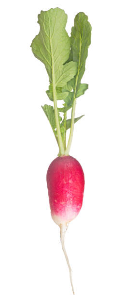 long red radish with leaves on white stock photo