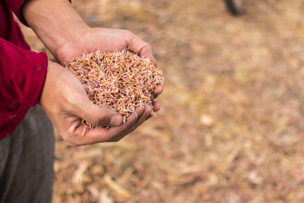 istock Hand holding golden paddy seeds 694393176