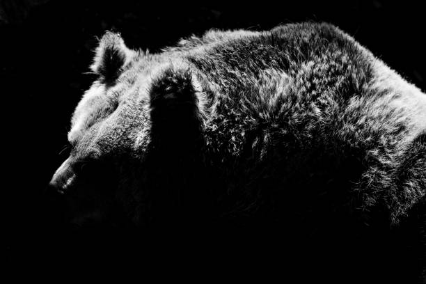 istock bear silhouette - black and white animals portraits 694393454