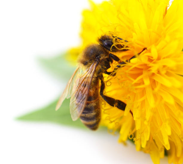 istock Honeybee and yellow flower 694396076