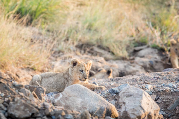 istock Lion cub laying in a rocky riverbed. 694398800