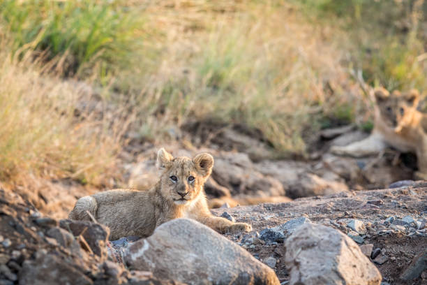 istock Lion cub laying in a rocky riverbed. 694398832