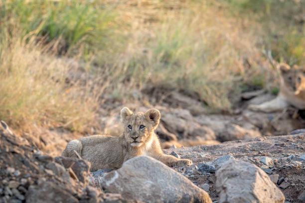 istock Lion cub laying in a rocky riverbed. 694398896