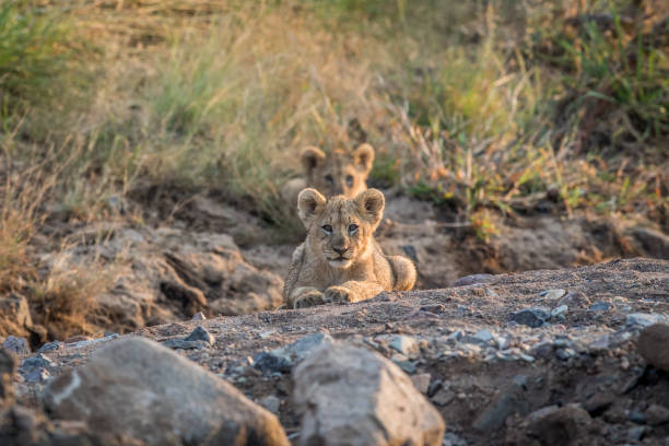 istock Lion cub laying in a rocky riverbed. 694398954