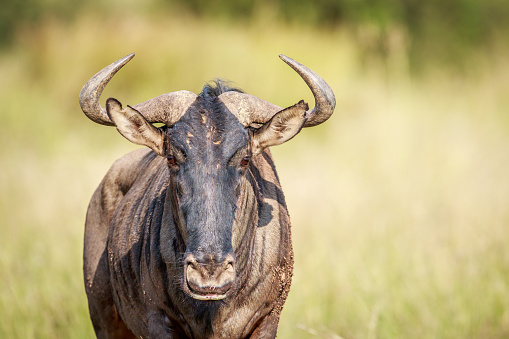 Blue wildebeest starring at the camera in the Pilanesberg National Park, South Africa.