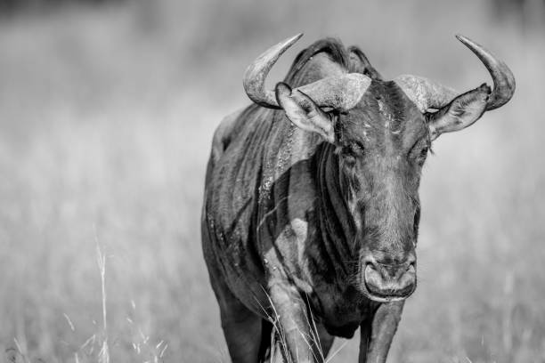 istock Blue wildebeest starring at the camera. 694399036
