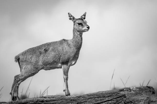 istock Klipspringer standing on a rock and starring. 694399048