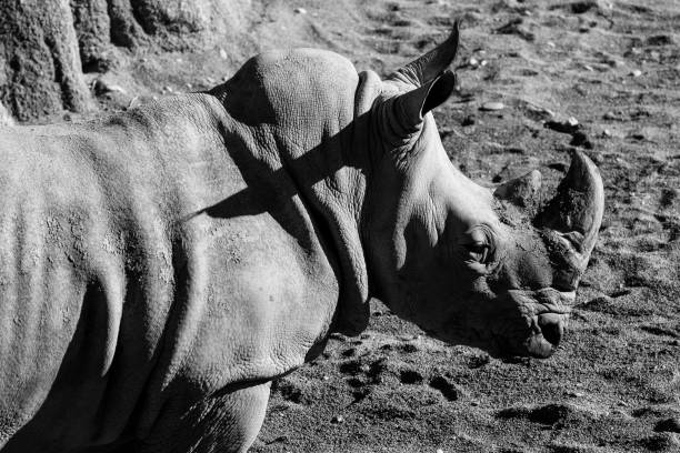istock rhinoceros - black and white animals portraits 694399822