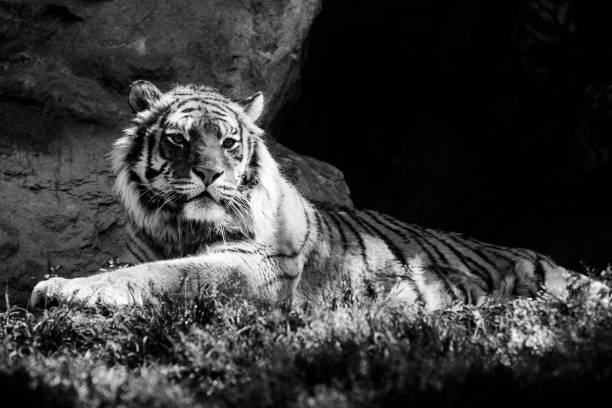 istock siberian tiger - black and white animals portraits 694402120