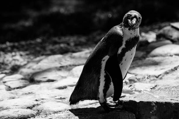 istock penguin - black and white animals portraits 694402346