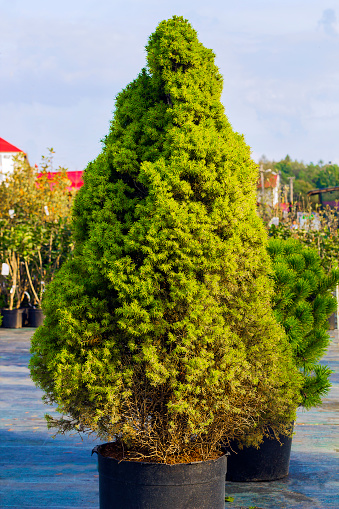 Picea glauca Conica dwarf decorative coniferous evergreen tree.