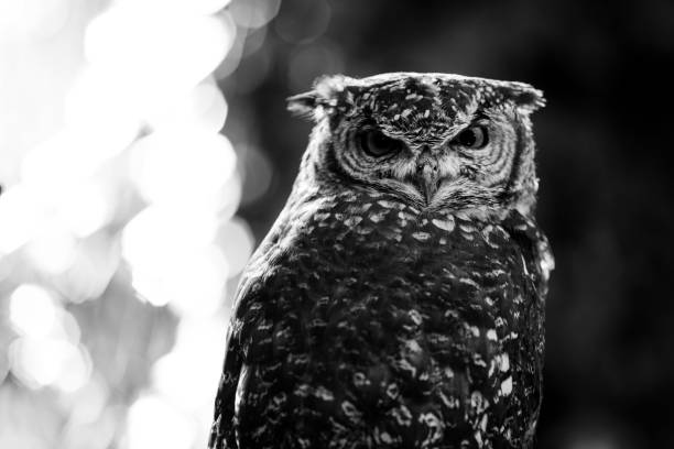 istock african owl - black and white animals portraits 694402854