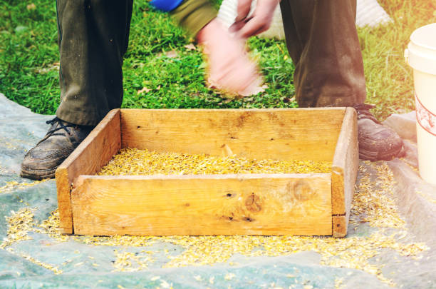 The farmer sifts the grain manually. Hands of the worker who sifts the grain of oats through a sieve. Hands of an elderly person. Disappearing profession concept