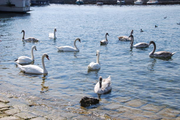 istock Zwanen in het meer van Ohrid Macedonie 694402982