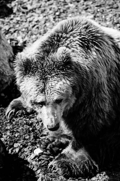 istock bear - black and white animals portraits 694405210