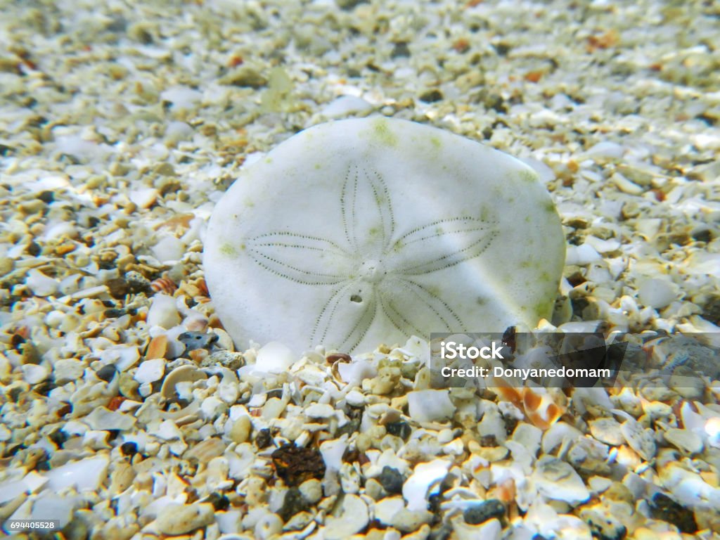 Sand Dollar In Clear Water Stock Photo - Download Image Now - Animal Shell,  Animal Skeleton, Aquatic Organism - iStock